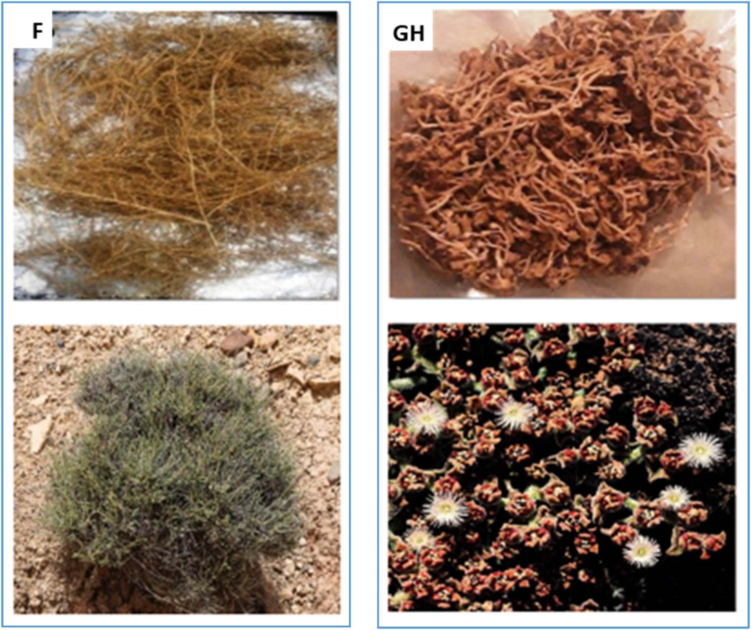 Figure 1
(F) S. Vermiculata, (GH) M. Crystallinum.