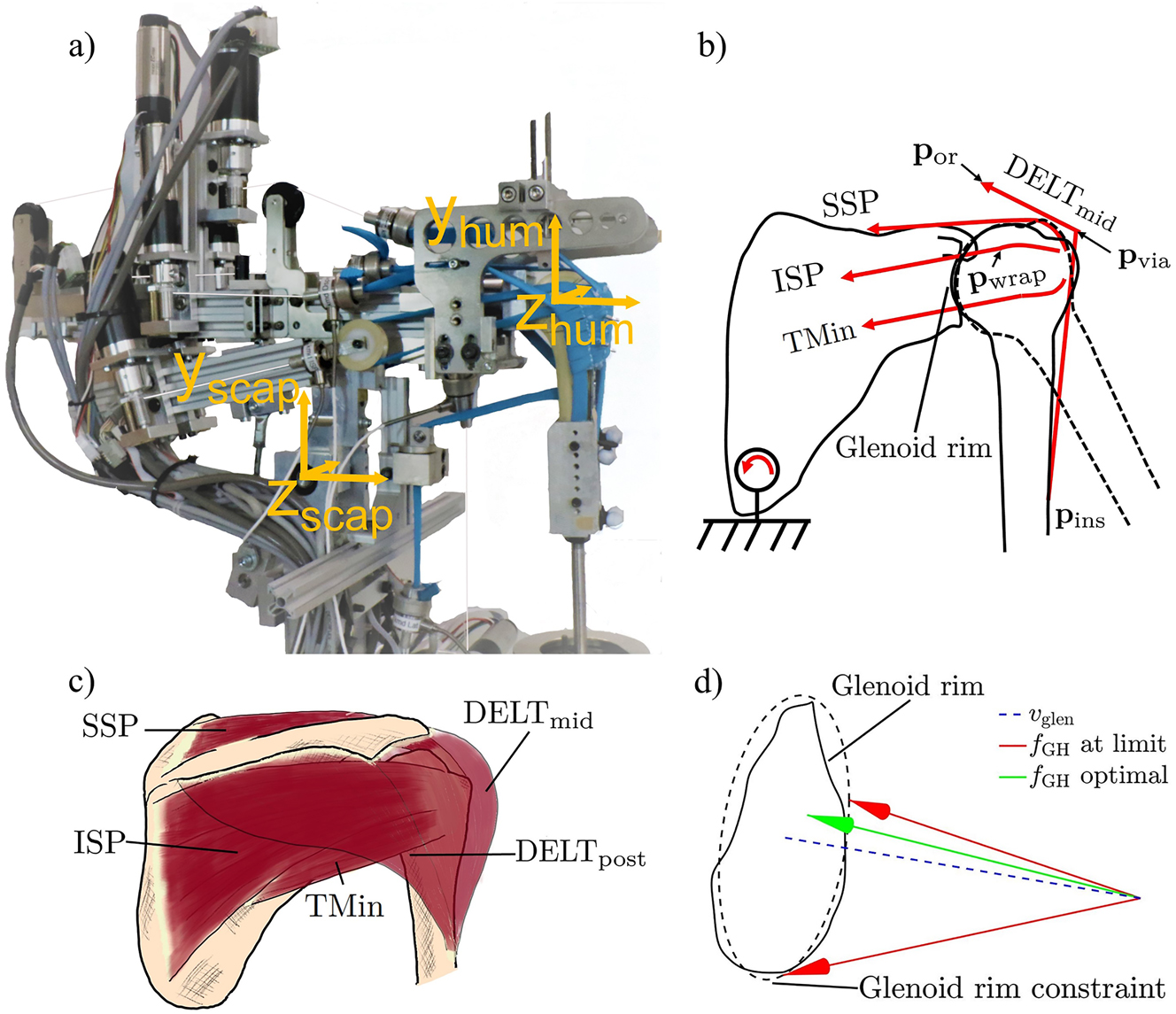 Figure 1: 
Shoulder simulator design. (a) Photograph of the GH simulator illustrating the body-fixed coordinate system of the scapula and of the humerus. The simulator arm position is shown in a natural position. The rotation sequence of the simulator is defined as Xscap → Xhum → Zhum → Yhum. (b) Schematic of the kinematics and the muscle path— the DELTant DELTpost, SSC, LAT, and PECMaj are omitted for simplicity. The simulator arm position is illustrated in a natural position (solid line) and 30° of GH abduction (dashed line). (c) Illustration of the scapulohumeral anatomy and RC muscles – DELTant, SSC, LAT, and PECMaj are omitted for simplicity. (d) Schematic of the glenoid rim and the acting forces. In the optimization by Wu et al. [22], the glenoid constraint served as the concavity compression constraint, and for the real-time optimization, v
glen was used as the optimal direction of f
GH.

