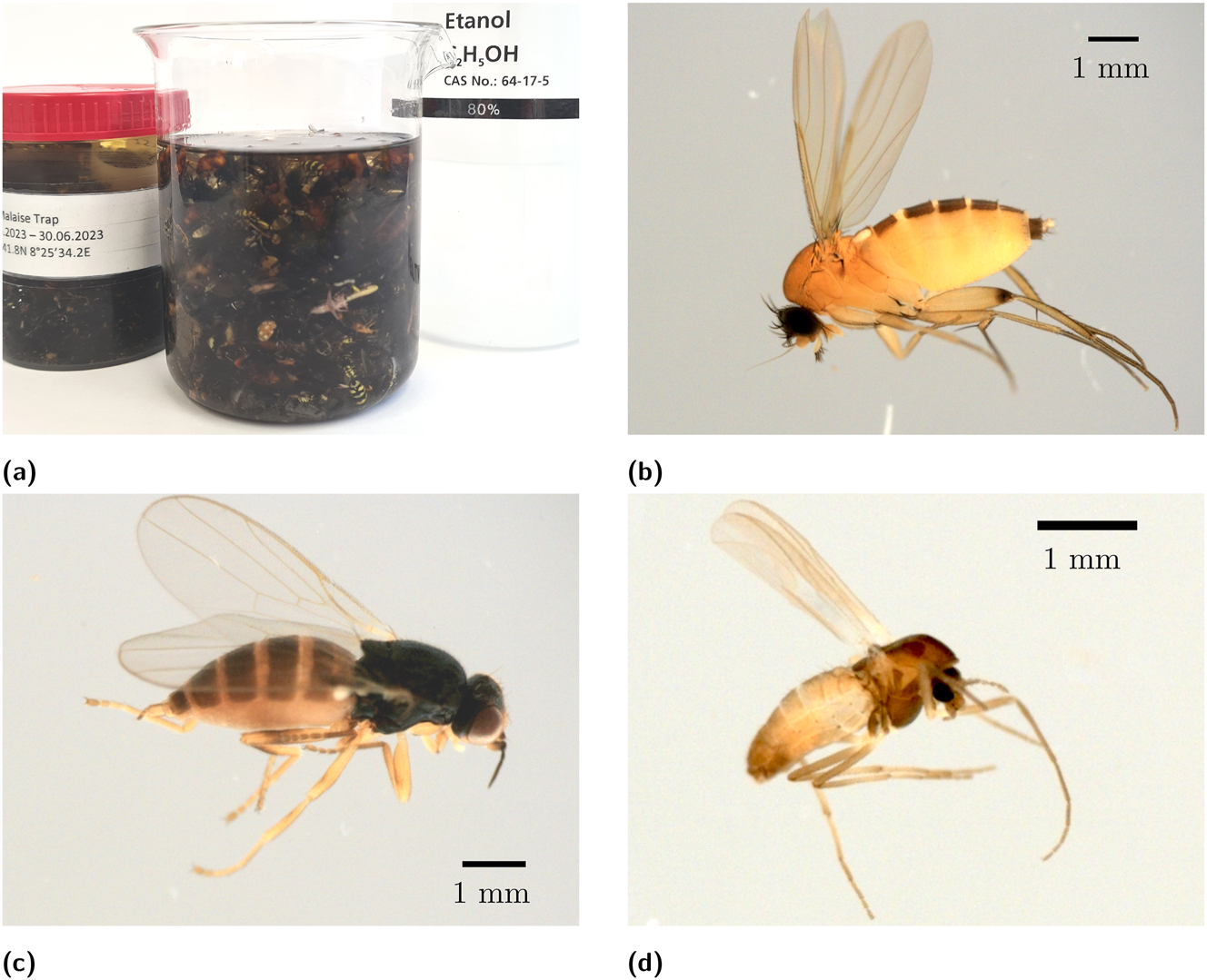 Figure 1: 
A Malaise trap bulk sample (a) and example images of three different insects from the dataset (b)–(d). (a) Insect bulk sample. (b) Diptera phoridae. (c) Diptera acalyptratae. (d) Diptera chironomidae.
