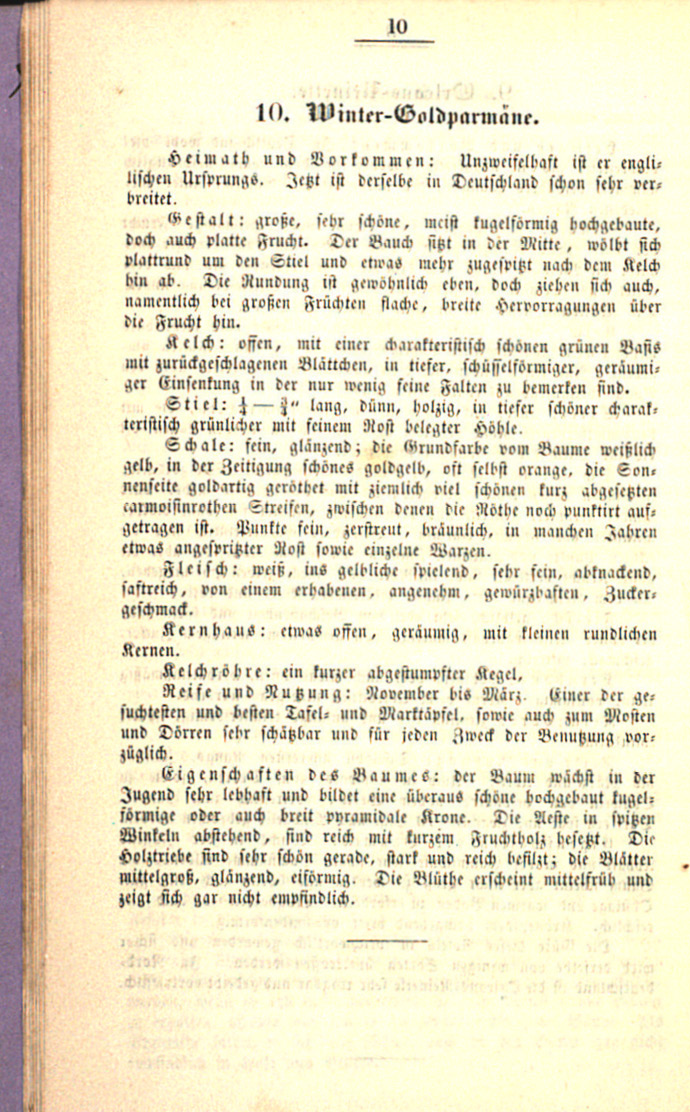 Abb. 3a und 3b: Fruchtbeschreibung und Schemazeichnung u. a. der „Wintergoldparmäne“ im „Obstbuch“, S. 23 f.