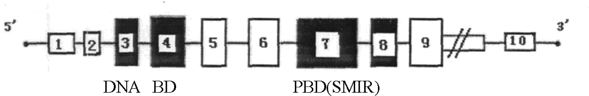 Figure 1 Exons and introns in the IRF6 gene. Box and number in it: exon and its position in the mRNA coding sequence. Solid line: intron. Double vertical lines: the downstream DNA was not sequenced. DNA BD: DNA-binding domain. PBD: protein binding domain. SMIR: Smad interferon regulatory factor. This figure is drawn according to the information on the IRF6 gene in GenBank (Accession Numbers: HQ875393 and JF346417) and our sequencing results in this study.