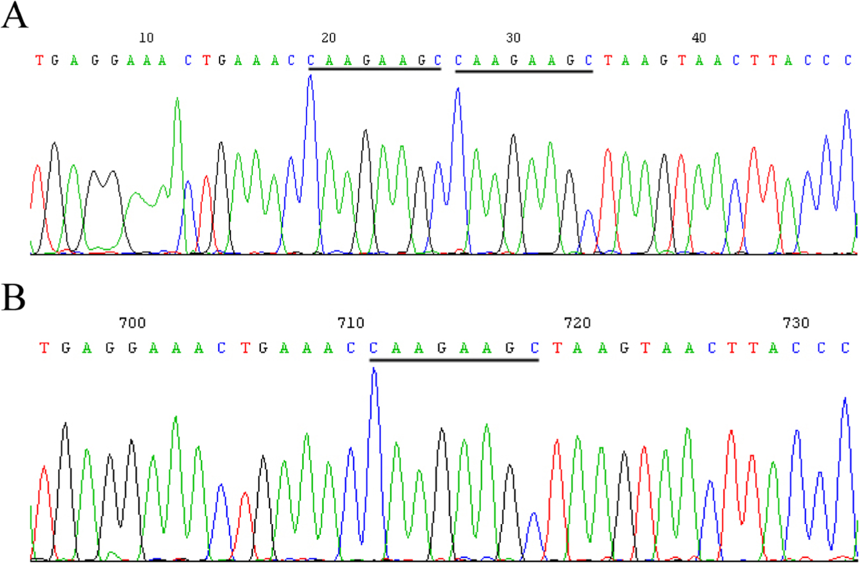 Figure 3 SNP at site g. 4475 located in 5′UTR.(A) The GenBank sequence (ACCESSION: NG_007081 VERSION: NG_007081.1) found in nine samples. (B) The sequence CAAGAAGC is missing in four samples. DNA samples were extracted from white blood cell samples. The target region in the IRF6 gene was amplified using PCR. The PCR product was sequenced by Shanghai Megiddo Biological Pharmaceutical Co., Ltd.