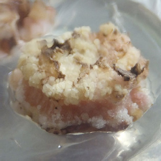 Fig. 1 Embryogenic calli induction from explants