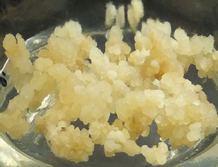 Fig. 2 Embryogenic callus multiplication