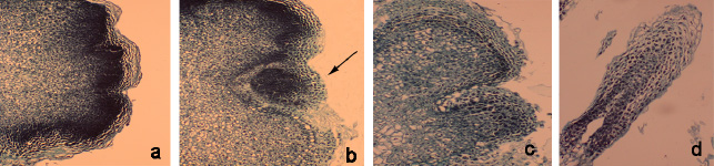Fig. 3 Histochemical analysis during the initiation of the somatic embryogenesis in A. konjac. a Initial phase of proembryo formation with densely stained meristematic cells indicating intensive cell divisions. b Globular embryo (arrow) clearly discernible from the surrounding tissue c Heart-shaped embryo stage. d Further differentiation of heart-shaped resulted in the formation of torpedo stage.