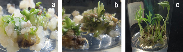 Fig. 4 The differentiation of embryogenic calli. a Small bud-like structure formed from the calli. b Shoot proliferation from the calli gradually. c Approximately 40 days later, the calli developed into plantlets bearing well-formed roots.