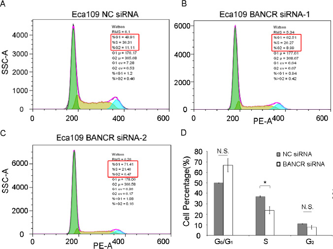 Figure 3 BANCR regulates the cell cycles of Eca109 cells. (Α-C). The cell cycles of Eca109 cells transfected with NC siRNA or BANCR siRNA were measured using a Flow Cytometer. D. The number of cells transfected with BANCR siRNA (100 nM) or NC siRNA (100 nM) at different cell cycle phages were assayed.