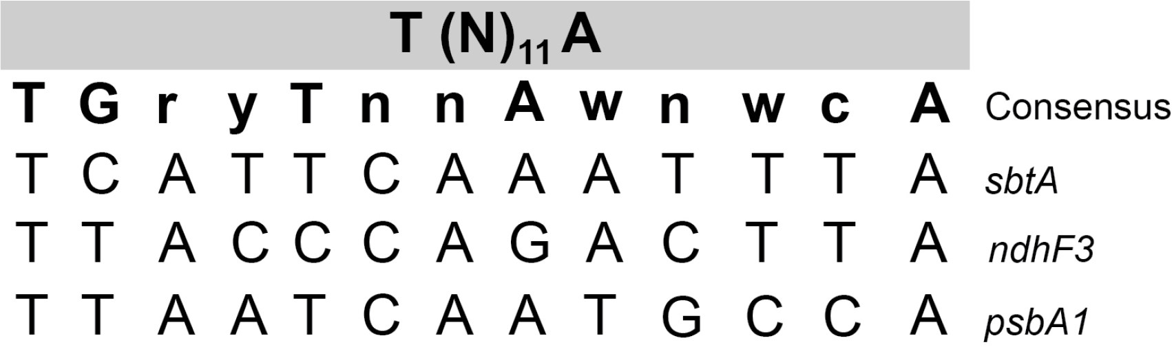 Figure 4 Sequence alignment: The probable NdhR-binding site T (N) 11A in the upstream sequence of psbA1 gene. The LysR-type T (N) 11 A motif (consensus) [14–15] was compared to SynechocystispsbA1, sbtA and ndhF3.