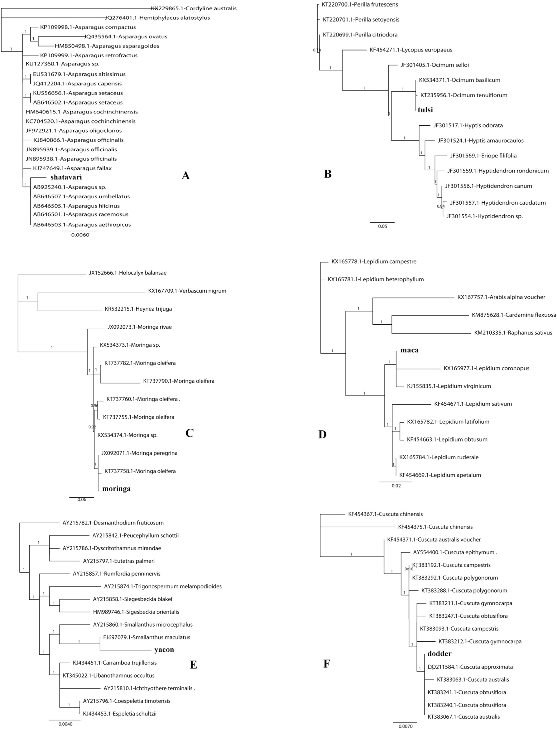 Supplementary Figure Phylogenies for shatavari (A. Asparagus racemosus) ITS2; B. tulsi (Ocimum tenuiflorum=O.sanctum) ITS2; C.moringa (Moringa oleifera) ITS2; D. maca (Lepidium meyenii) ITS2; E. yacon (Smallanthus sonchifolius) matK; F. dodder (Cuscuta chinensis) ITS2. Barcoded HMP is represented by its common name in bold and compared with GenBank-obtained sequences (top BLAST hits) with accession numbers preceding the scientific name. Numbers on branches indicate clade support with >0.9 as strong support. Maca and yacon cluster with other congeneric species and not the expected species as sequences for latter are not yet in GenBank.