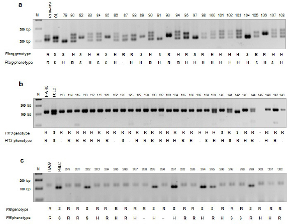 Figure 1 PCR amplifications of SSR markers and phenotypic results (a)ORS716 (Plarg - RHA-419 x OlL and 26 F2) (b)ORS716 (Pl13 - HA-R5 x P6LC and 30 F2) (c)HA4011 (Pl8 - HA89 x P6LC and 23 F2) M: 100 bp.