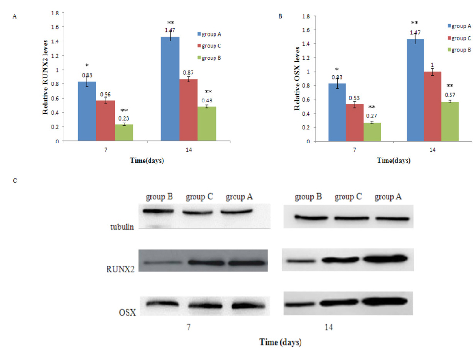 Figure 3 RUNX2 and OSX protein expressions were analyzed in human BMSCs at days 7 and 14 after osteoblastic differentiation. A) RUNX2 expression; B) OSX expression; C) Western blot results for RUNX2 and OSX; group A: lncR-2271 was overexpressed human BMSCs; group B: lncR-2271 was knocked down in human BMSCs by transfection with lncRNA-2271 siRNA; group C: human BMSCs were transfected with scrambled plasmids - control; Data are presented as mean ± SD; * P < 0.05, ** P < 0.01 compared to group C.