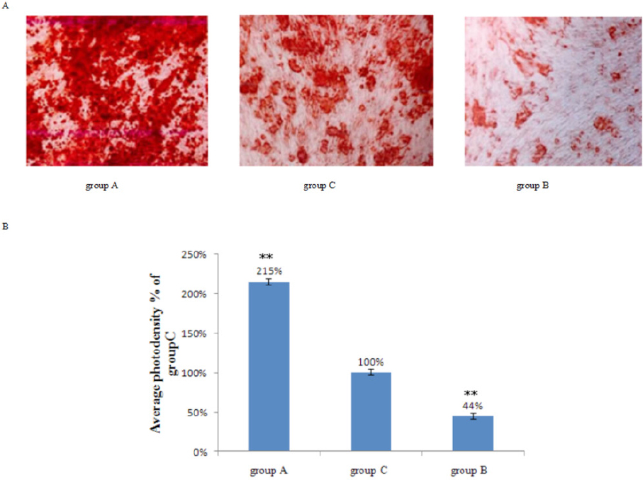 Figure 4 Calcification indicated by Alizarin red staining in human BMSCs after osteogenic differentiation induction for 21 days. A) microscopic images of Alizarin red staining results; B) quantification of average staining density of cells. Group A: lncR-2271 was overexpressed human BMSCs; Group B: lncR-2271 was knocked down in human BMSCs by transfection with lncRNA-2271 siRNA; Group C: human BMSCs transfected with scrambled plasmids - control; Data are presented as mean ± SD; ** P < 0.01 compare