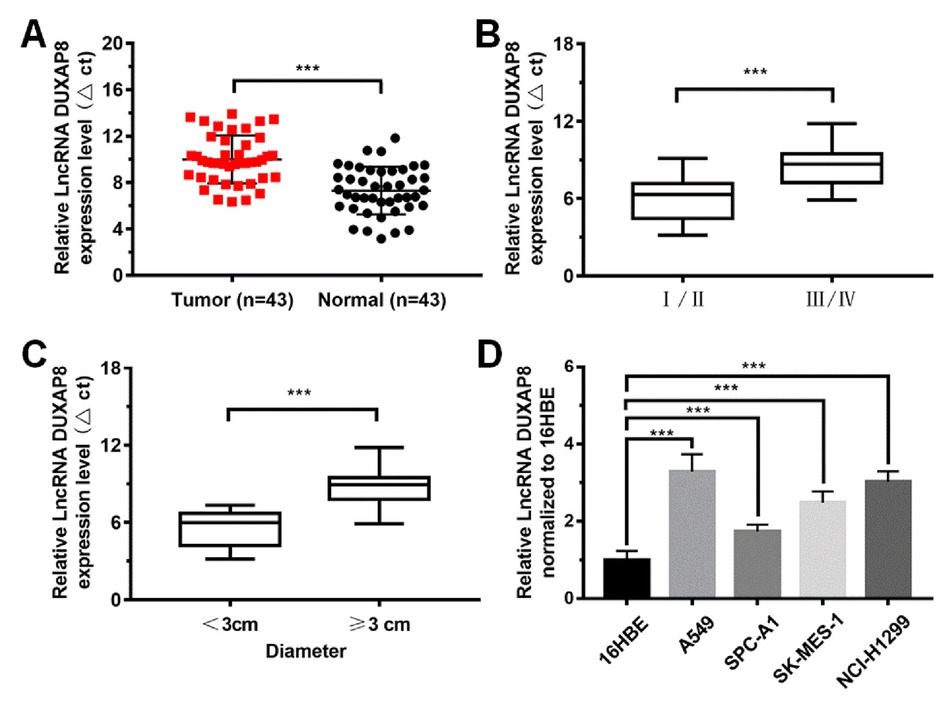Figure 1 Expression of LncRNA DUXAP8 in non-small-cell lung cancer tissue and tumor-related cells. (A) LncRNA DUXAP8 in tumor tissues was significantly higher than that in normal tissue; (B) Expression of LncRNA DUXAP8 in different stages of NSCLC; (C) Expression of LncRNA DUXAP8 in tumor with different diameters; (D) LncRNA DUXAP8 expressed in 4 different lung cancer cell lines. Data were shown as mean ± SD, *** P<0.001.
