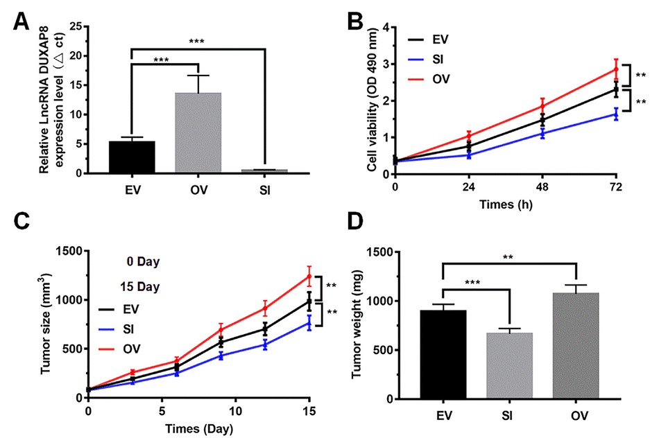 Figure 2 Effect of LncRNA DUXAP8 overexpression and knockout on A549 cell proliferation. (A) The efficiency of LncRNA DUXAP8 overexpression and knockout in A549 cells was measured by qRT-PCR; (B) Cell viability in A549 cells was measured by CCK-8 assay at 24h, 48h and 72h after LncRNA DUXAP8 overexpression and knockout; (C) and (D) Tumor volumes and tumor weight were recorded every 5 days. EV: the nude mice were injected with A549 cells; SI: the nude mice were injected with A549 cells with LncRNA DUXAP8 knockout; OV: the nude mice were injected with A549 cells with LncRNA DUXAP8 overexpression. Data are shown as mean ± SD, **P<0.01, *** P<0.001.