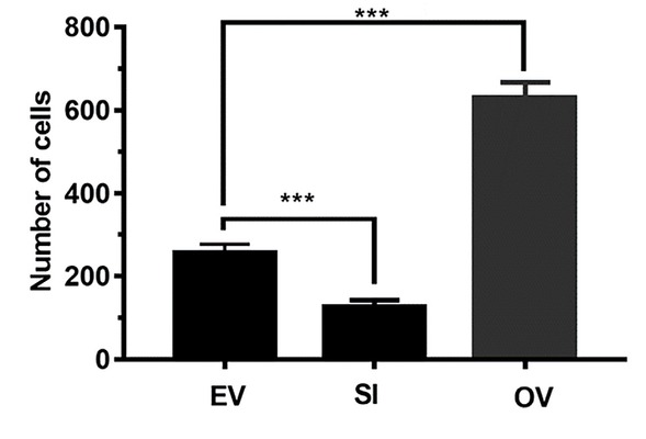 Figure 3 Transwell invasion assay detected the effect of LncRNA DUXAP8 overexpression and knockout on the invasion of A549 cells. EV: the nude mice were injected with A549 cells; SI: the nude mice were injected with A549 cells with LncRNA DUXAP8 knockout; OV: the nude mice were injected with A549 cells with LncRNA DUXAP8 overexpression. Data are shown as mean ± SD, *** P<0.001