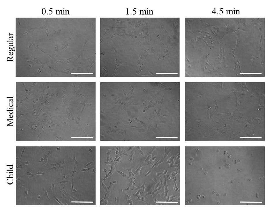 Figure 4 Evaluation of cellular morphology after treatment with Gargin® formulations (GGN, GGN Med, and GGN Child).