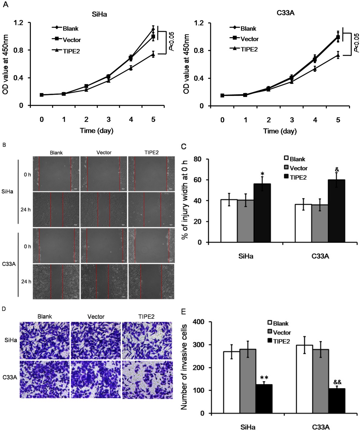Figure 2 Effect of TIPE2 level on biological characteristics of cervical cancer cells without transfection (blank), transfected with empty vector (vector), or transfected with pPK5-TIPE2 (TIPE2). (A) Over expression of TIPE2 inhibited cell viability of SiHa and C33A cells. (B-C) Over expression of TIPE2 suppressed cell migration in wound healing assay. (D-E) Over expression of TIPE2 reduced number of invasive cells in transwell assay. *P<0.05 vs. blank of SiHa; **P<0.01 vs. blank of SiHa; &P<0.05 vs. blank of C33A; &&P<0.01 vs. blank of C33A.