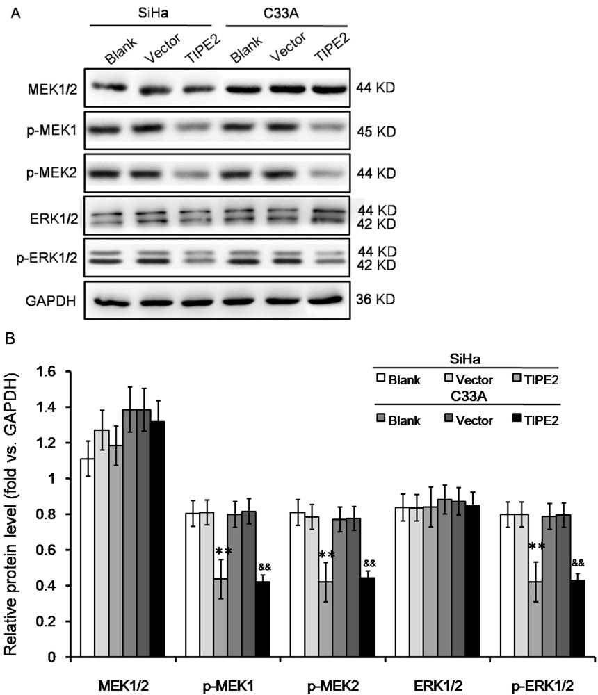 Figure 3 Effect of TIPE2 level on ERK signaling pathway in cervical cancer cells without transfection (blank), transfected with empty vector (vector), or transfected with pPK5-TIPE2 (TIPE2). (A-B) Western blot showed that over expression of TIPE2 inhibited phosphorylation of Erk1/2. **P<0.01 vs. blank of SiHa; &&P<0.01 vs. blank of C33A.