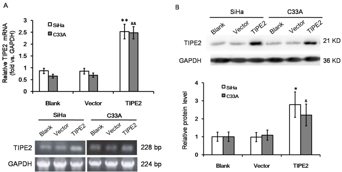Figure S1 Over expression of TIPE2 in cervical squamous cancer cells by transfection. (A) RT-PCR amplification and agarose gel electrophoresis of TIPE2 mRNA level in SiHa and C33A cells without transfection (blank), transfected with empty vector (vector), or transfected with pPK5-TIPE2 (TIPE2). (B) Western blot analysis of TIPE2 protein level in SiHa and C33A cells. *P<0.05 vs. blank of SiHa; **P<0.01 vs. blank of SiHa; &P<0.05 vs. blank of C33A; &&P<0.01 vs. blank of C33A.