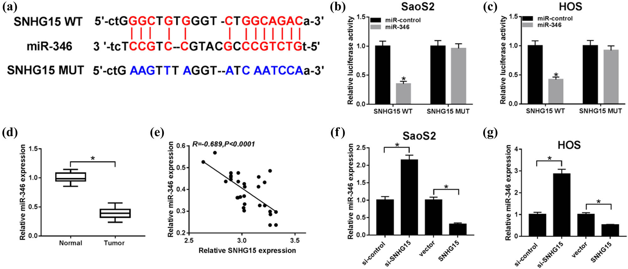 Figure 3 miR-346 was a target for SNHG15. (a) The putative binding sites between miR-346 and SNHG15 were predicted by starBase. (b and c) The predicted sites were identified by the dual-luciferase reporter assay. (d) QRT-PCR was carried out to detect the level of miR-346 in OS tissues. (e) A correlation between the expression of miR-346 and SNHG16 was explored. The SaoS2 and HOS cells were transfected with SNHG15 or vector. (f and g) The expression of miR-346 was detected by qRT-PCR in SaoS2 and HOS cells. *P < 0.05.