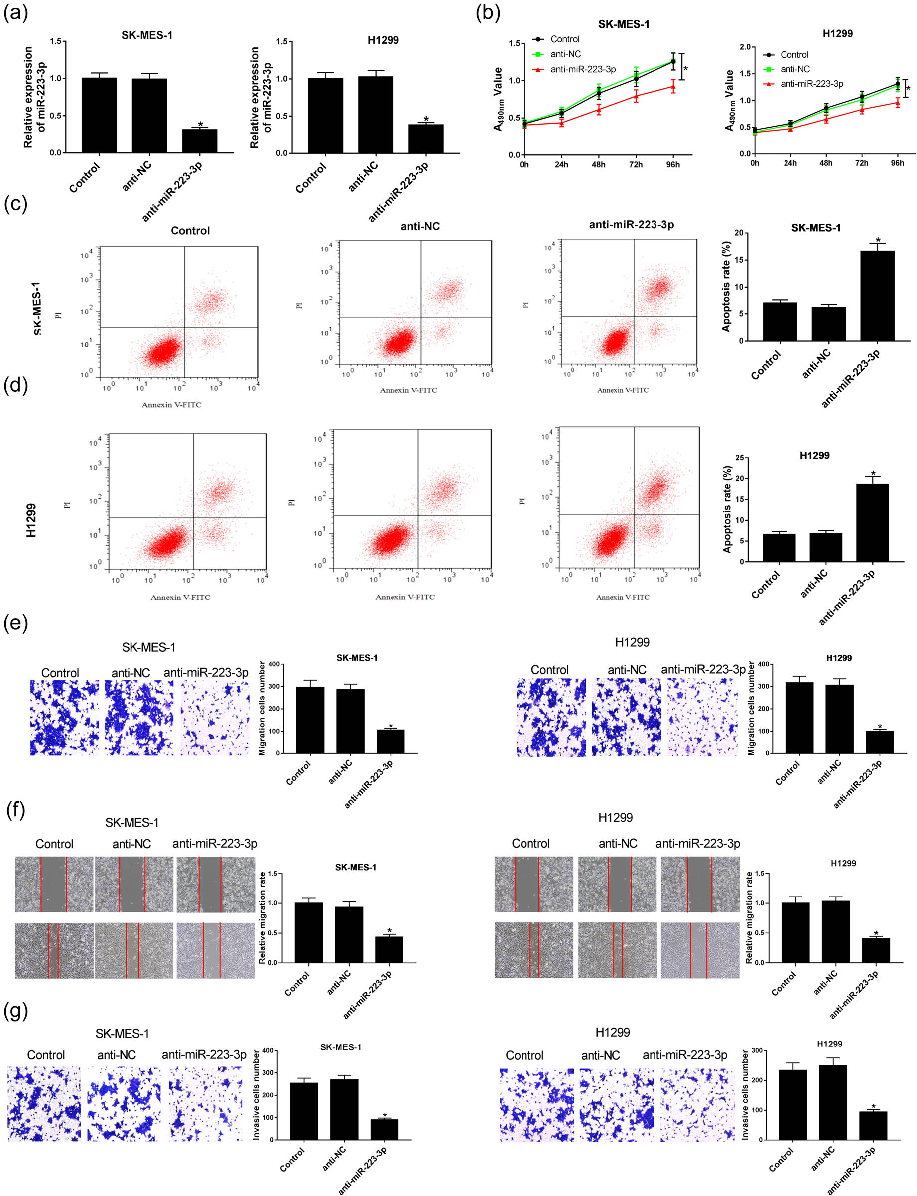 Figure 2 
                  Anti-miR-223-3p had a suppressive influence on NSCLC progression. SK-MES-1 and H1299 cells were transfected with control, anti-NC, or anti-miR-223-3p. (a) The miR-223-3p expression of transfected cells was measured by qRT-PCR (n = 3). (b) The cell viability of the two cell lines was examined by MTT assay (n = 3). (c and d) Flow cytometry was used to test cell apoptosis (n = 3). (e–g) Transwell assays and wound healing assay were applied to examine cell migration and invasion (n = 3). *P < 0.05.
               