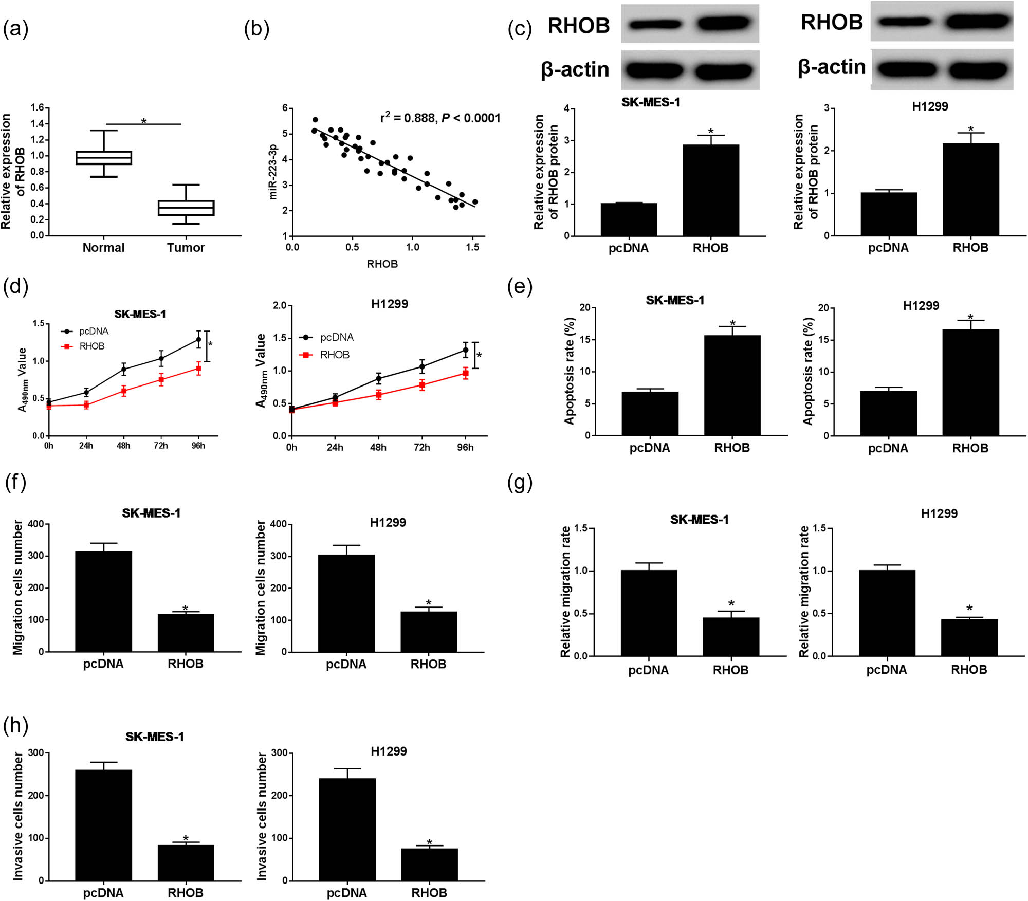 Figure 4 
                  The effect of RHOB on NSCLC progression was explored. (a) RHOB expression in NSCLC tissues (n = 46) and normal tissues (n = 46) was measured by qRT-PCR. (b) The correlation between expression of miR-223-3p and RHOB was analyzed via Spearman’s rank test. (c–g) SK-MES-1 and H1299 cells were transfected with pcDNA or RHOB. (c) RHOB protein expression in transfected SK-MES-1 and H1299 cells was measured by western blot assay (n = 3). (d) Cell viability was measured by MTT assay (n = 3). (e) Cell apoptosis was examined by flow cytometry assay after transfection (n = 3). (f–h) Cell migration and invasion of transfected cells were tested through transwell assays and wound healing assay (n = 3). *P < 0.05.
               