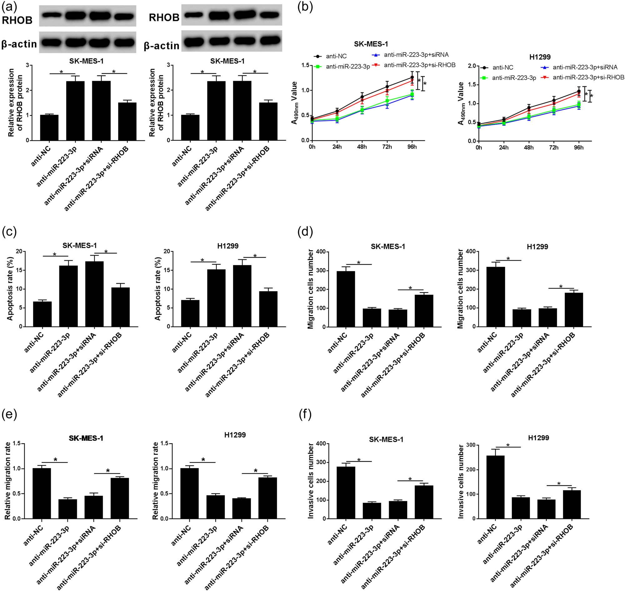 Figure 5 
                  si-RHOB recovered the constrained effects of anti-miR-223-3p on NSCLC progression. SK-MES-1 and H1299 cells were transfected with anti-NC, anti-miR-223-3p, anti-miR-223-3p + siRNA, or anti-miR-223-3p + si-RHOB. (a) Western blot assay was conducted to analyze the RHOB protein level in transfected SK-MES-1 and H1299 cells (n = 3). (b) MTT assay was employed to test the cell viability of NSCLC cells (n = 3). (c) Flow cytometry was used to examine cell apoptosis of treated cells (n = 3). (d–f) Cell migration and invasion of transfected cells were measured by transwell assays and wound healing assay (n = 3). *P < 0.05.
               