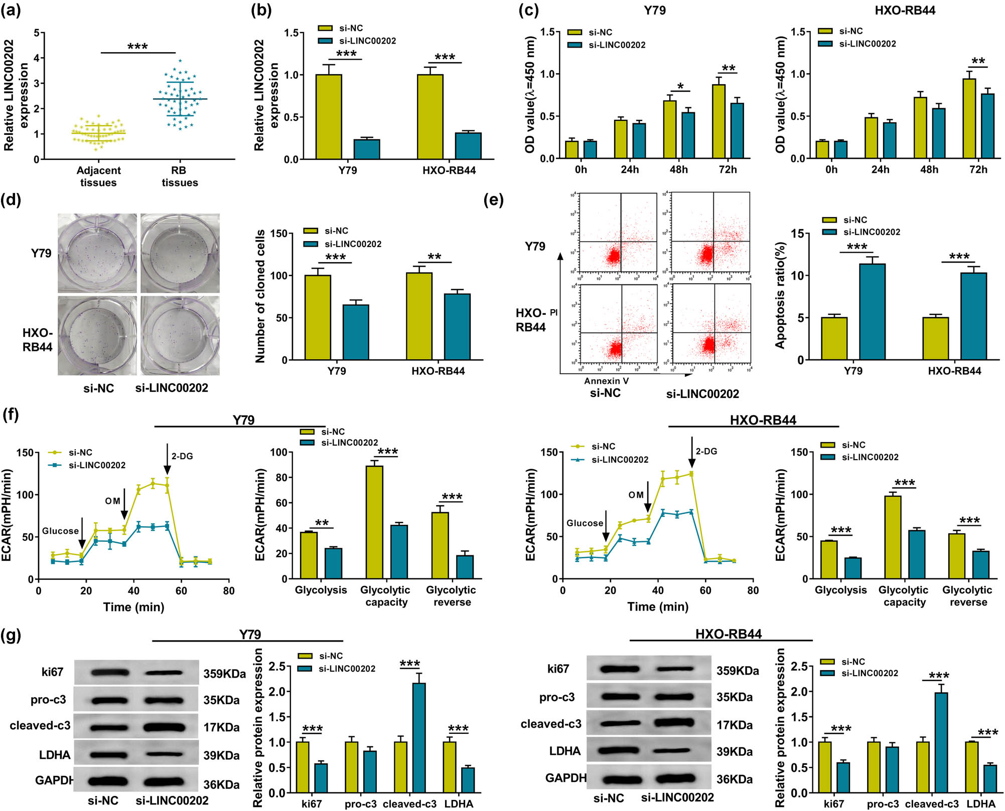 Figure 1 LINC00202 knockdown inhibits RB cell proliferation and glycolysis and induces apoptosis in vitro. (a) qRT-PCR analysis of LINC00202 expression in RB tissues and normal retina samples. Y79 and HXO-RB44 cells were transfected with si-LINC00202 or si-NC. After transfection, (b) qRT-PCR analysis of LINC00202 expression in RB cell lines, (c) cell proliferation analysis in Y79 and HXO-RB44 cells with CCK-8 assay; (d) colony formation analysis of Y79 and HXO-RB44 cell proliferation; (e) flow cytometry analysis of Y79 and HXO-RB44 cell apoptosis; (f) glycolysis stress test of ECAR in Y79 and HXO-RB44 cells; (g) western blot analysis of ki67, cleaved-caspase-3, pro-caspase-3, and LDHA expression in Y79 and HXO-RB44 cells. All experiments were repeated three times independently. *P < 0.05, **P < 0.01, ***P < 0.001.