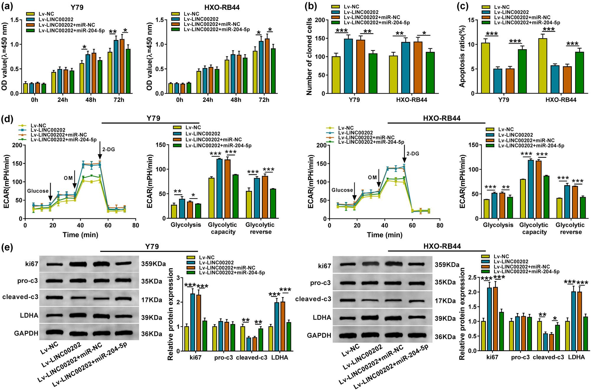 Figure 3 LINC00202 promotes RB cell proliferation and glycolysis and inhibits apoptosis by interacting with miR-204-5p. Y79 and HXO-RB44 cells were cotransfected with Lv-NC, Lv-LINC00202, Lv-LINC00202 + miR-NC, or Lv-LINC00202 + miR-204-5p. After transfection, (a and b) CCK-8 assay and colony formation analysis for the proliferation of Y79 and HXO-RB44 cells; (c) flow cytometry analysis for the apoptosis of Y79 and HXO-RB44 cells; (d) the glycolysis stress test of ECAR in Y79 and HXO-RB44 cells; (e) western blot analysis of ki67, cleaved-caspase-3, pro-caspase-3, and LDHA expression in Y79 and HXO-RB44 cells. The same experiment was repeated three times, and the average was taken. *P < 0.05, **P < 0.01, ***P < 0.001.