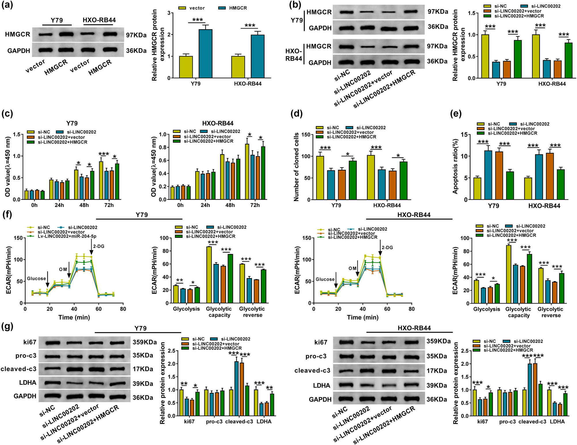 Figure 6 LINC00202 silence represses RB cell proliferation and glycolysis and induces apoptosis by regulating HMGCR. (a) Western blot analysis of HMGCR expression of HMGCR overexpression Y79 and HXO-RB44 cells. Y79 and HXO-RB44 cells were transfected with si-NC, si-LINC00202, si-LINC00202 + vector, or si-LINC00202 + HMGCR. After transfection, (b) Western blot analysis of HMGCR level in Y79 and HXO-RB44 cells; CCK-8 assay (c) and colony formation analysis (d) for Y79 and HXO-RB44 cell proliferation; (e) Y79 and HXO-RB44 cell apoptosis analysis by flow cytometry; (f) the glycolysis stress test of ECAR in Y79 and HXO-RB44 cells; (g) ki67, cleaved-caspase-3, pro-caspase-3, and LDHA expression analysis in Y79 and HXO-RB44 cells with western blot. Triplicate individual experiments were performed, and the average was taken. *P < 0.05, **P < 0.01, ***P < 0.001.