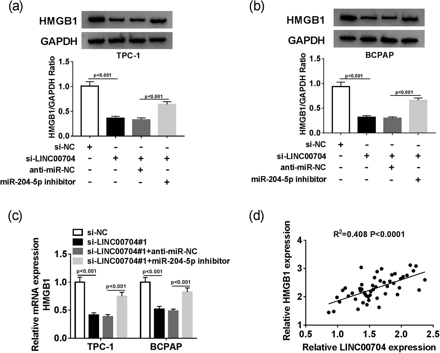 Figure 6 LINC00704 silencing modulates HMGB1 low expression by sponging miR-204-5p in PTC cells. The protein (a and b) and mRNA (c) levels of HMGB1 in TPC-1 and BCPAP cells transfected with si-NC, si-LINC00704, si-LINC00704 + anti-miR-NC, or si-LINC00704 + miR-204-5p inhibitor were detected by Western blot assay and qRT-PCR, respectively. (d) The correlation between HMGB1 and LINC00704. **P < 0.01.