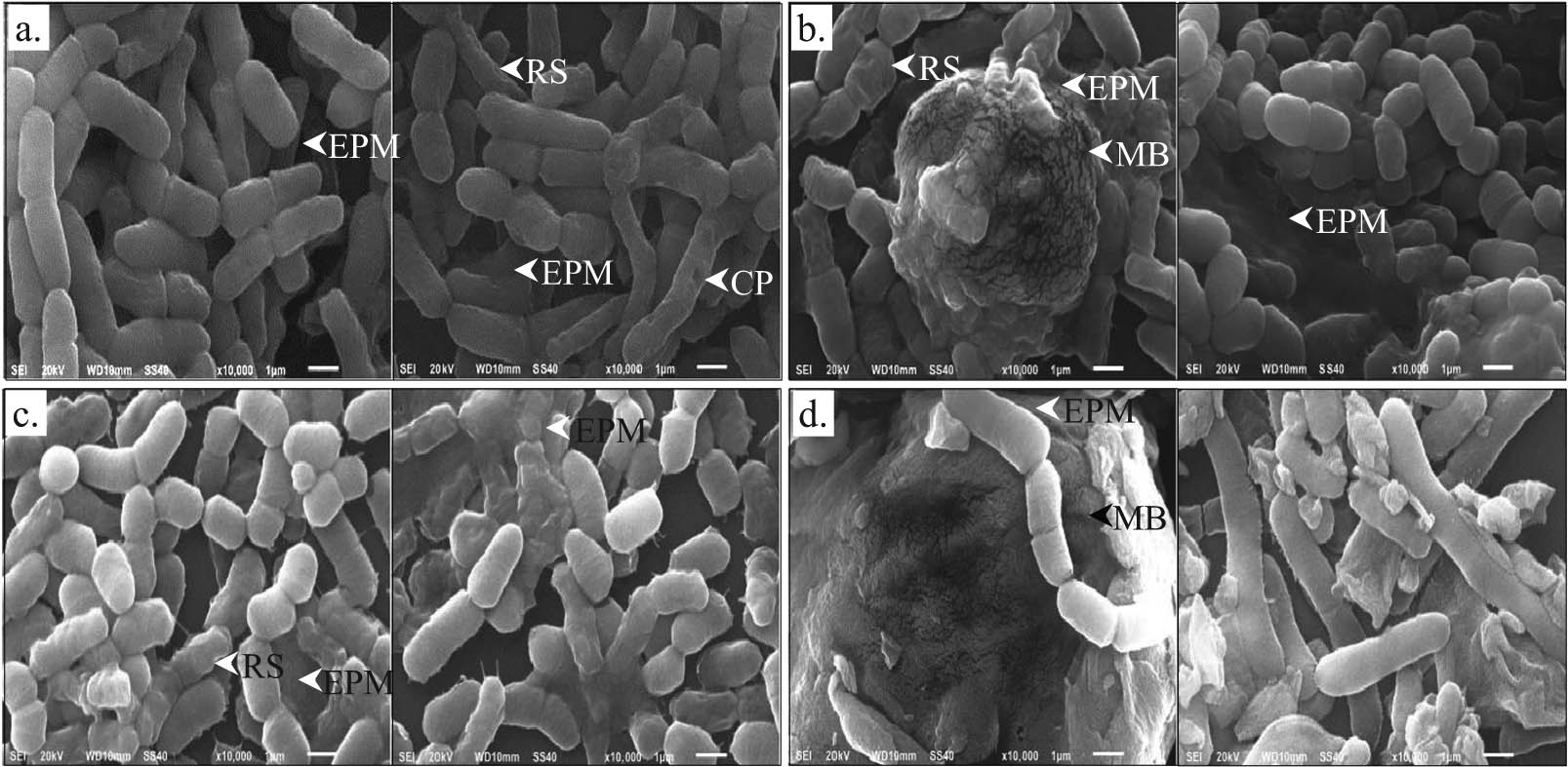 Figure 1 SEM studies of B. megaterium IBBPo17 grown in the presence of n-hexadecane. Medium with yeast extract (a), proteose peptone (b), starch (c), and cellulose (d); cell wall pores (CP), rough outer surfaces (RS), extracellular polymeric matrix (EPM), mature biofilm (MB).