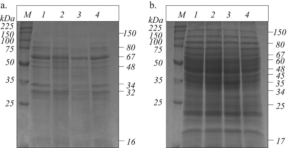 Figure 3 SDS-PAGE of extracellular (a) and whole-cell (b) proteins of B. megaterium IBBPo17 grown in the presence of n-hexadecane. Medium with yeast extract (1), proteose peptone (2), starch (3), and cellulose (4); broad range protein molecular weight marker, Promega (M).