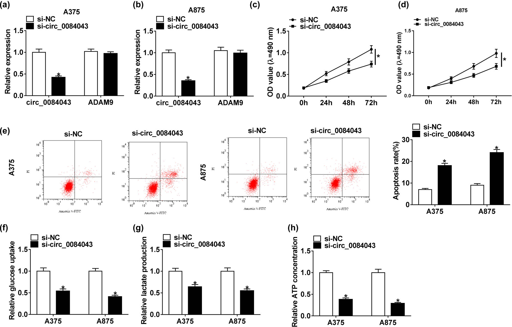Figure 2 Circ_0084043 knockdown inhibited proliferation and glycolysis but induced apoptosis in melanoma cells. A375 and A875 cells were transfected with si-circ_0084043 or si-NC. (a and b) The expression of circ_0084043 was measured by qRT-PCR. (c and d) Cell proliferation was assessed by the MTT assay. (e) Cell apoptosis was examined by the flow cytometry assay. (f–h) The progression of glycolysis was evaluated, according to glucose consumption, lactate production, and ATP concentration. *P < 0.05.