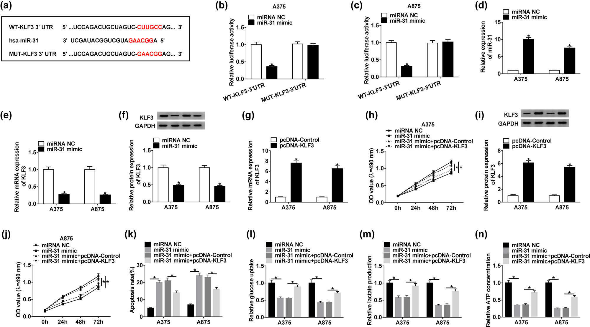 Figure 4 KLF3 was targeted by miR-31, and its overexpression abolished the role of miR-31 mimic. (a) The binding site between miR-31 and KLF3 3′-UTR was forecasted by the online tool TargetScan. (b and c) The interaction between miR-31 and KLF3 was confirmed by the dual-luciferase reporter assay. (d–f) The expression of miR-31 and KLF3 was checked in the cells transfected with miR-31 mimic. (g and i) The expression of KLF3 at mRNA and protein levels in the cells transfected with pcDNA-KLF3 was examined by qRT-PCR and western blot. (h and j) Cell proliferation was assessed by the MTT assay. (k) Cell apoptosis was examined by the flow cytometry assay. (l–n) The progression of glycolysis was evaluated, according to glucose consumption, lactate production, and ATP concentration. *P < 0.05.