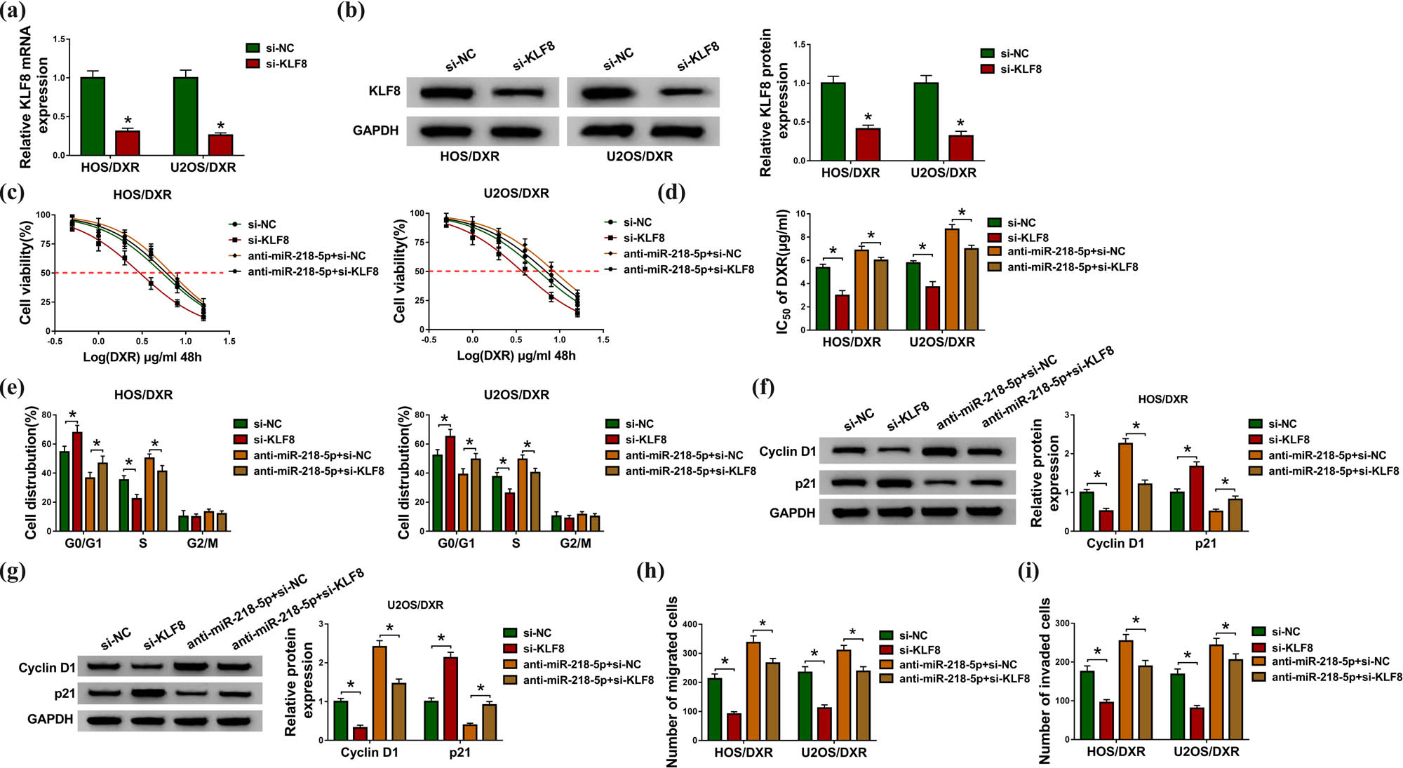 Figure 6 KLF8 knockdown suppresses the action of miR-218-5p in DXR resistance in osteosarcoma cells. (a and b) Analysis of KLF8 expression level in HOS/DXR and U2OS/DXR cells transfected with si-NC or si-KLF8 using qRT-PCR or western blot. (c–i) HOS/DXR and U2OS/DXR cells were transfected with si-NC, si-KLF8, anti-miR-218-5p + si-NC or anti-miR-218-5p + si-KLF8. (c) CCK-8 assay of resistant cell viability with increasing concentrations of DXR (0, 0.5, 1, 2, 4, 8 or 16 µg/mL). (d) CCK-8 assay of the IC50 values of resistant cells to DXR. (e) Flow cytometry analysis of the cell cycle of resistant cells. (f and g) Western blot analysis of cyclin D1 and p21 levels in resistant cells. (h and i) Measurement of the number of migrated and invaded resistant cells with transwell assay. All experiments were repeated three times independently. *P < 0.05.