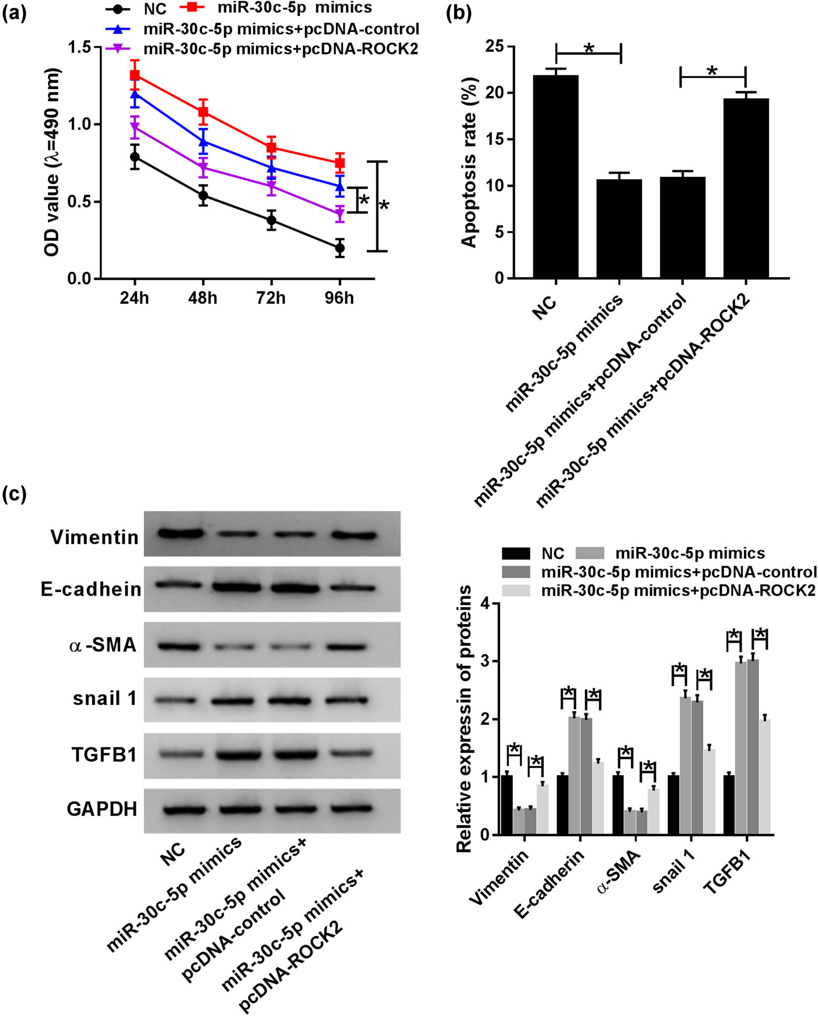 Figure 6 MiR-30c-5p exerted its function by targeting ROCK2 in the HG-stimulated DN cell model. (a) MTT assay was conducted to evaluate cell proliferation in vitro. (b) The impact of HG on cell apoptosis was analyzed via flow cytometry in HK-2 cells. (c) Western blot assay was used to determine mature protein expression of vimentin, E-cadherin, snail1, TGFB1 and α-SMA in HG-induced HK-2 cells. *P < 0.05.