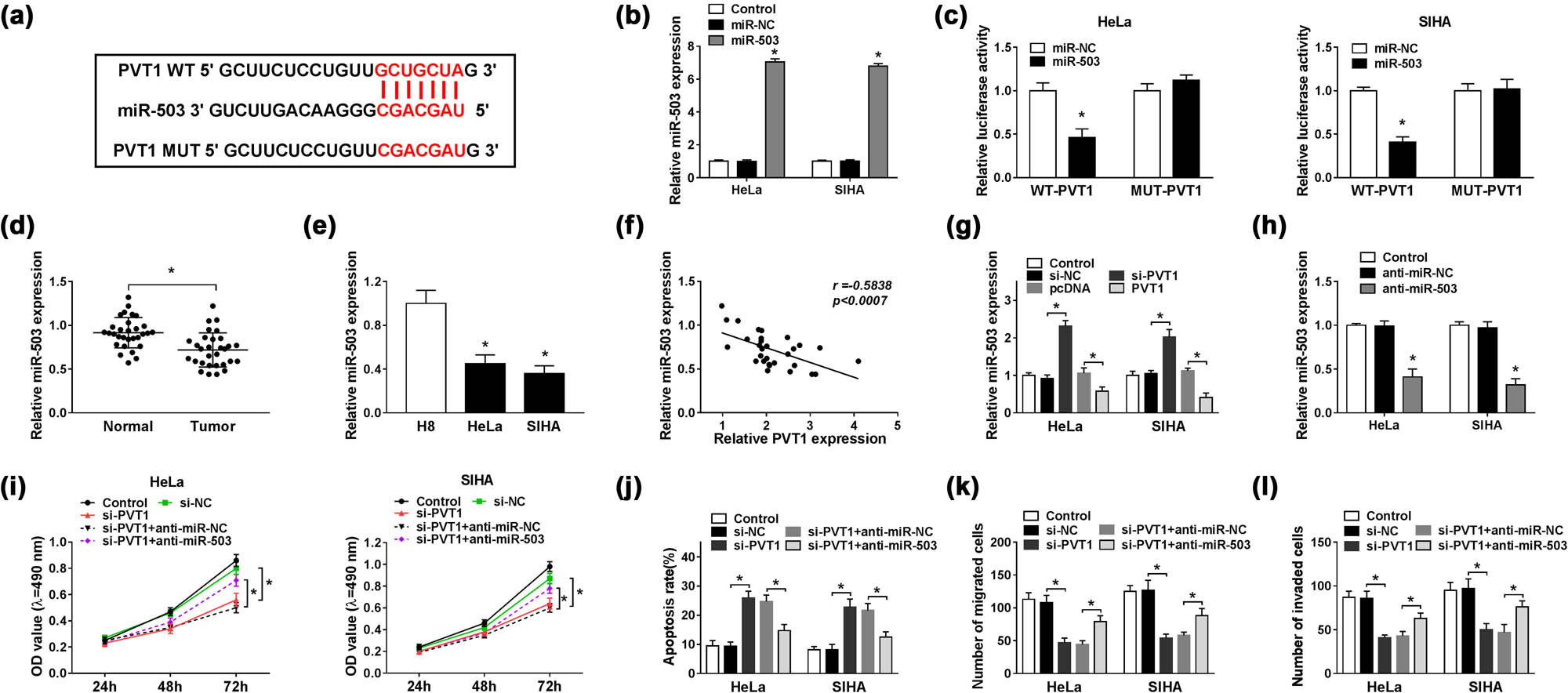 Figure 3
PVT1 directly interacted with miR-503. (a) The potential binding sites between PVT1 and miR-503 predicted by miRcode. (b) MiR-503 expression in HeLa and SIHA cells transfected with control (blank), miR-NC, or miR-503 detected by qRT-PCR assay. (c) Dual luciferase reporter assay for the luciferase activity of WT-PVT1 and MUT-PVT1 in HeLa and SIHA cells transfected with miR-503 or miR-NC at 48 h post transfection. (d and e) MiR-503 level in CC tissues and paired adjacent normal tissues (d), as well as in CC cells (HeLa and SIHA) and H8 cells (e) determined by qRT-PCR assay. (f) Correlation analysis for levels of miR-503 and PVT1 in CC tissues. (g) MiR-503 enrichment in HeLa and SIHA cells transfected with control (blank), si-NC, si-PVT1, pcDNA, or PVT1 detected by qRT-PCR assay. (h) Relative miR-503 expression in HeLa and SIHA cells treated with control (blank), anti-miR-NC, or anti-miR-503 evaluated by qRT-PCR assay. (i–l) HeLa and SIHA cells were transfected with control (blank), si-PVT1, si-PVT1 + anti-miR-NC, or si-PVT1 + anti-miR-503 for 48 h. (i) Cell viability of treated CC cells examined via MTT assay. (j) Cell apoptosis of transfected CC cells monitored by flow cytometry. (k and l) Cell migration and invasion capacities evaluated by Transwell assay. *P < 0.05. All experiments were repeated thrice, independently.
