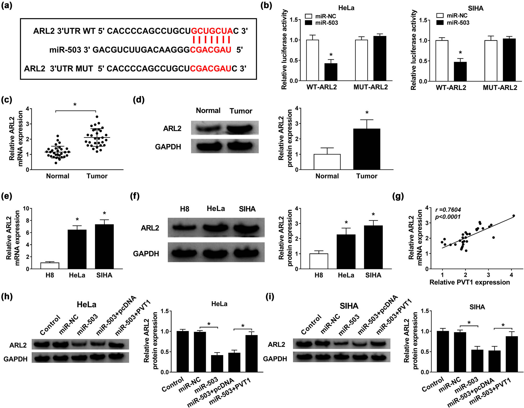 Figure 4
ARL2 was a direct target of miR-503, and PVT1 upregulated ARL2 by sponging miR-503. (a) The binding region between miR-503 and ARL2 predicted by TargetScanHuman 7.2. (b) Dual luciferase reporter assay for the luciferase activities of WT-ARL2 and MUT-ARL2 in HeLa and SIHA cells transfected with miR-503 or miR-NC. (c–f) The mRNA and protein expression levels of ARL2 in CC tissues and cell lines, as well as in the corresponding controls. (g) Correlation analysis for enrichment of ARL2 and PVT1 in CC tissues. (h and i) Western blot assay for protein level of ARL2 in HeLa and SIHA cells transfected with control (blank), miR-NC, miR-503, miR-503 + pcDNA, or miR-503 + PVT1. *P < 0.05. All experiments were repeated thrice, independently.