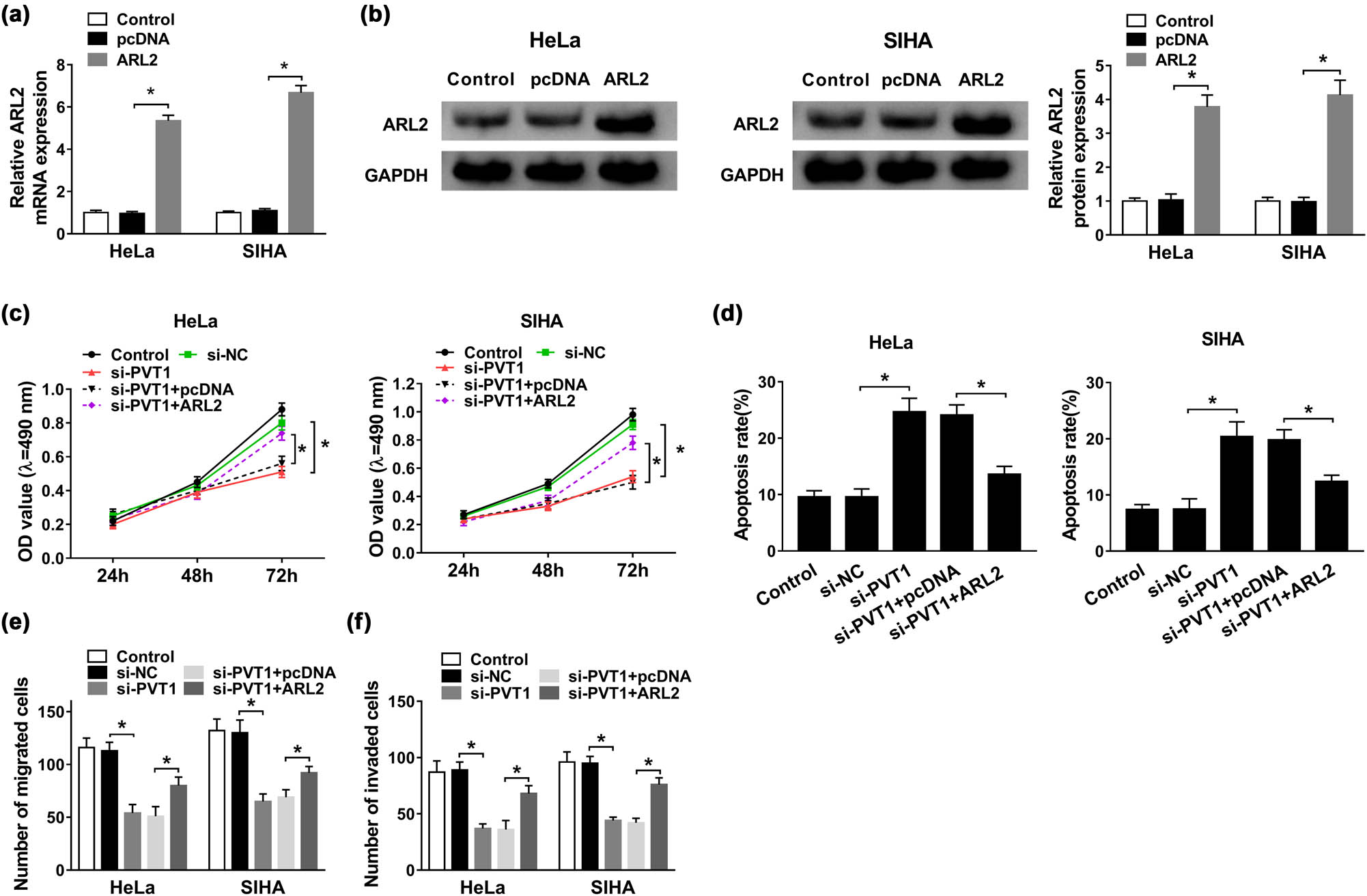 Figure 5
Overexpression of ARL2 almost abrogated PVT1 deficiency-mediated anti-proliferation, pro-apoptosis, and anti-metastasis effects on CC cells. (a and b) QRT-PCR and western blot assays for the mRNA (a) and protein (b) expression of ARL2 in HeLa and SIHA cells transfected with control (blank), pcDNA, or ARL2, respectively. (c–f) HeLa and SIHA cells were transfected with control (blank), si-NC, si-PVT1, si-PVT1 + pcDNA, or si-PVT1 + ARL2. (c) MTT assay for examination of the cell viability of HeLa and SIHA cells. (d) Cell apoptosis evaluation for transfected HeLa and SIHA cells by flow cytometry. (e and f) Transwell assay for migration and invasion of treated HeLa and SIHA cells. *P < 0.05. All experiments were repeated thrice, independently.