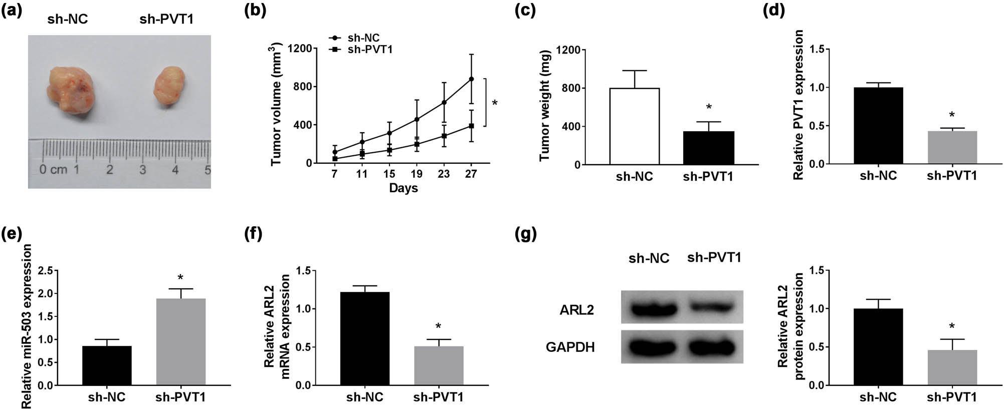 Figure 6
PVT1 inhibition suppressed CC tumor growth in vivo. (a) Images of excised tumor tissues. (b) The tumor volume was calculated using the formula (0.5 × length × width2) once per 4 days. (c) The weight of excised tumor tissues at 27 days post injection. (d and e) QRT-PCR assay for PVT1 and miR-503 expression in excised tumor tissues. (f and g) QRT-PCR and western blot assays for ARL2 level in excised tumor tissues. *P < 0.05. All experiments were repeated thrice, independently.
