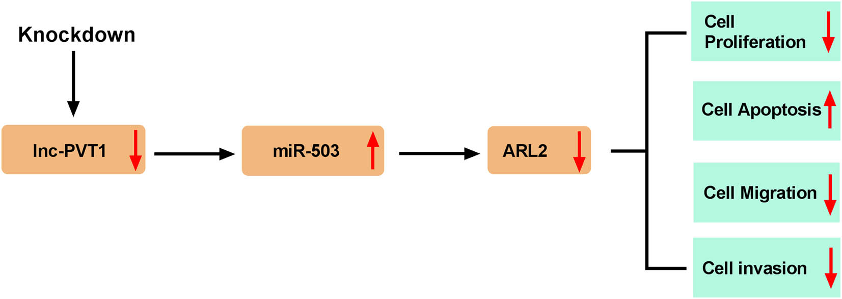 Figure 7
Schematic diagram of PVT1 regulating the proliferation, apoptosis, migration, and invasion of CC cells. Knockdown of PVT1 inhibited proliferation, migration, and invasion, and facilitated apoptosis of CC cells by regulating the miR-503/ARL2 axis.