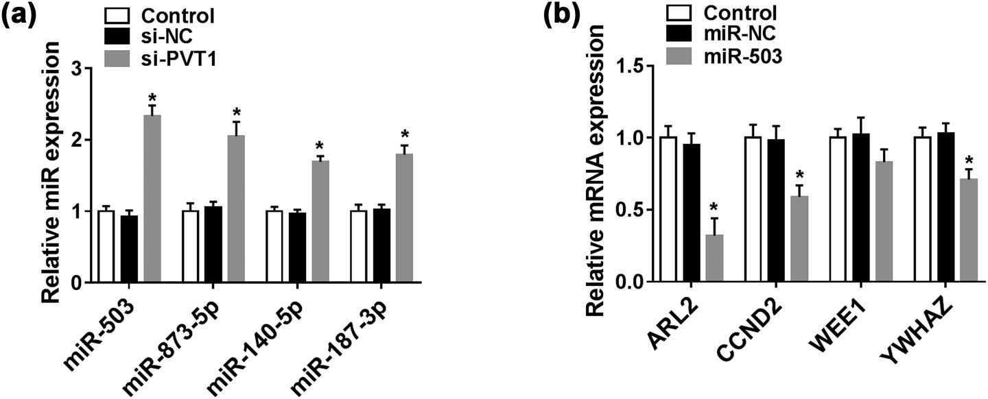 Figure A1
Selection of target of PVT1 and miR-503. (A) QRT-PCR assay for the expression levels of miR-503, miR-873-5p, miR-140-5p, and miR-187-3p in SIHA cells transfected with control (blank), si-NC, or si-PVT1. (B) QRT-PCR assay for the expression levels of ARL2, CCND2, WEE1, and YWHAZ in SIHA cells transfected with control (blank), miR-NC, or miR-503. *P < 0.05. All experiments were repeated thrice, independently.