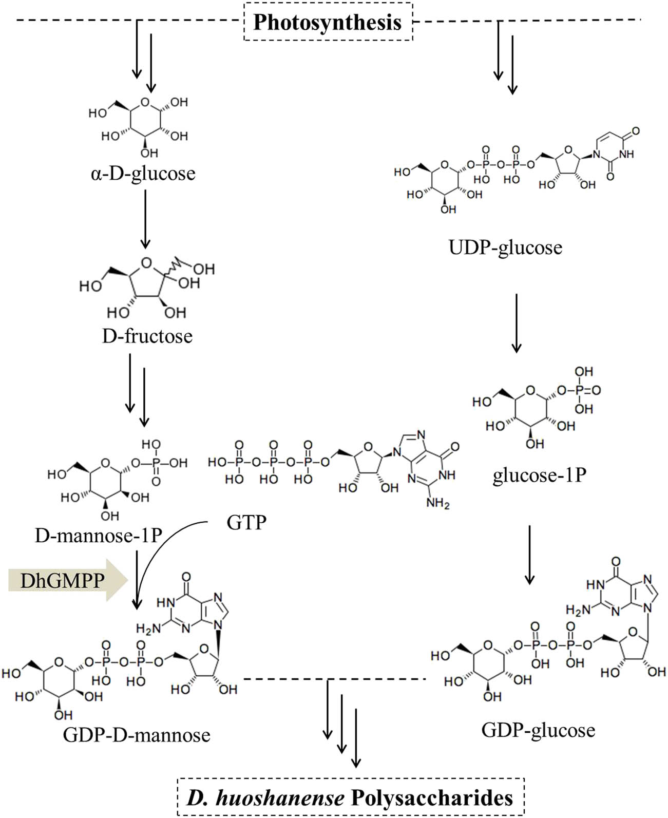 Figure 1 
               Proposed biosynthetic pathway of D. huoshanense polysaccharides. Multiple arrows show the multistep reaction.
            