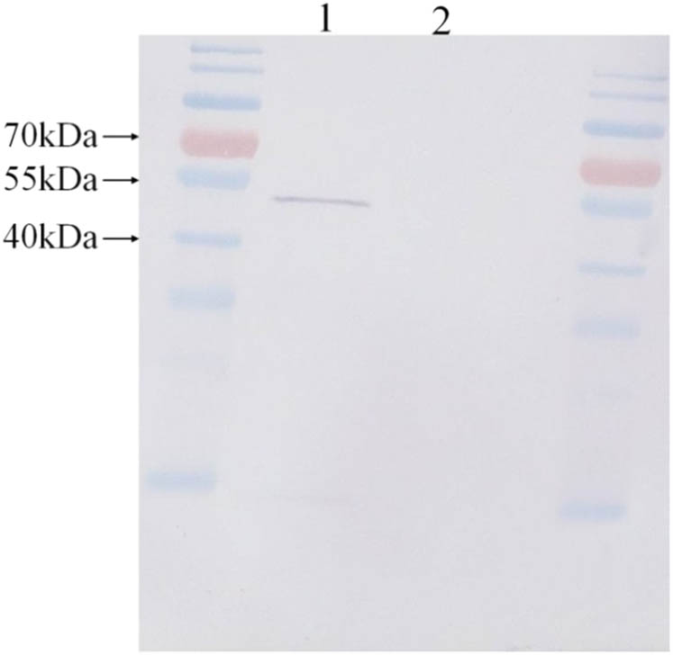 Figure 3 
                  Western blotting result for DhGMPP recombinant protein and negative control. Lane 1 was group of expressed DhGMPP recombinant plasmid and Lane 2 group of negative control. Molecular marker was PageRuler prestained protein ladder (ThermoFisher, USA).
               