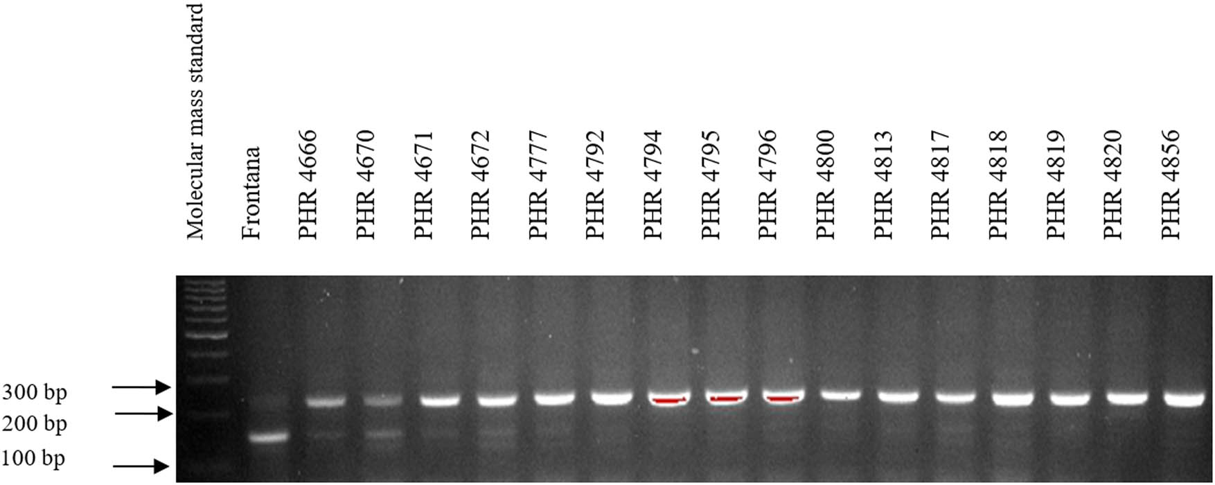 Figure A1 
                  Electropherogram showing the identification of gene Lr34 marker csLV34 in wheat lines of different origin (genotypes 1–16).
               