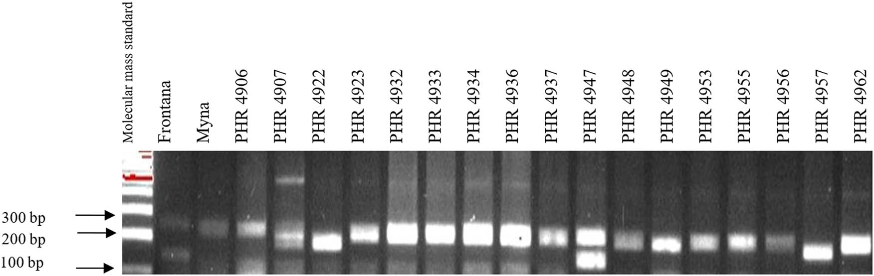 Figure A11 
                  Electropherogram showing simultaneous identification of wmc44 and csLV markers of Lr34 and Lr36 genes in wheat lines of different origin (genotypes 35–51).
               
