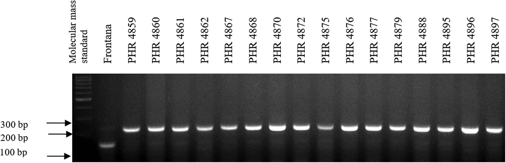 Figure A2 
                  Electropherogram showing the identification of gene Lr34 marker csLV34 in wheat lines of different origin (genotypes 17–32).
               