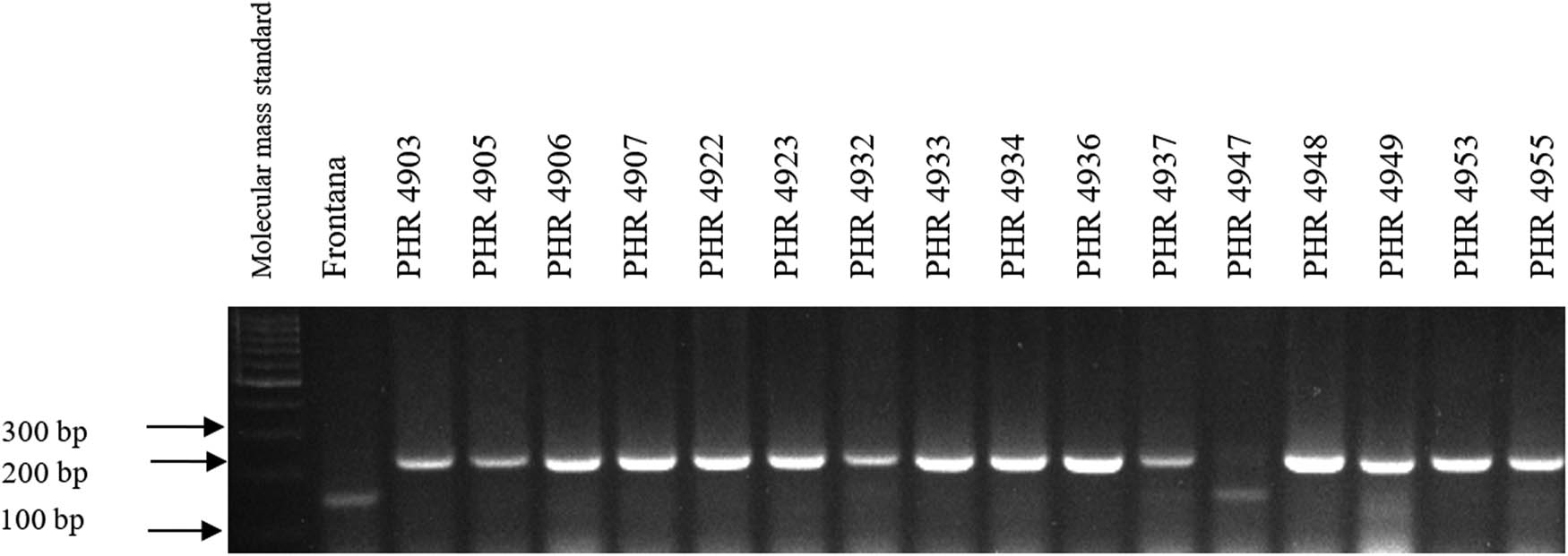Figure A3 
                  Electropherogram showing the identification of gene Lr34 marker csLV34 in wheat lines of different origin (genotypes 33–48).
               
