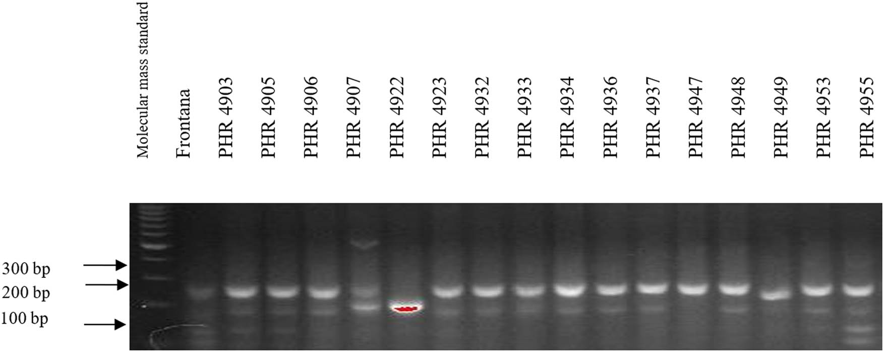 Figure A7 
                  Electropherogram showing the identification of gene Lr46 marker in wheat lines of different origin (genotypes 33–48).
               